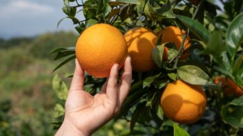 Do pomar à mesa: produtores e práticas sustentáveis da Laranja Moro