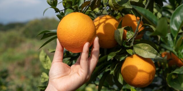 Do pomar à mesa: produtores e práticas sustentáveis da Laranja Moro